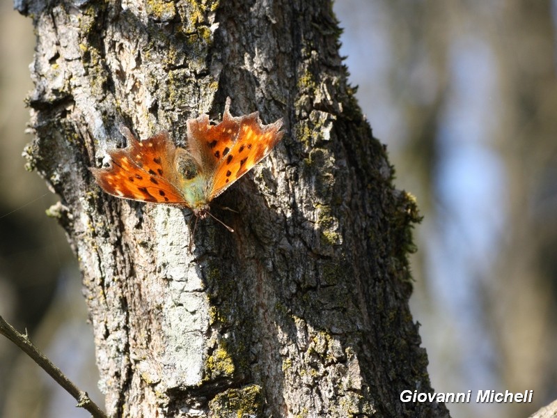 Parco del Ticino: 26.3.16